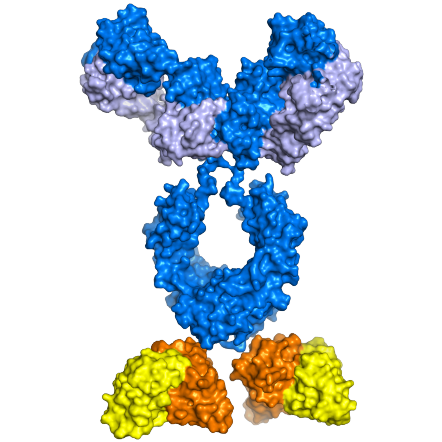 Darstellung eines Bi-funktionalen Moleküls der nächsten Generation