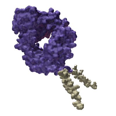 Darstellung eines Peptidkörpers