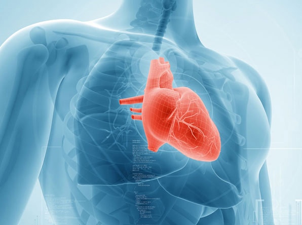 Medizinische Illustration des menschlichen Herzens im Brustkorb.
