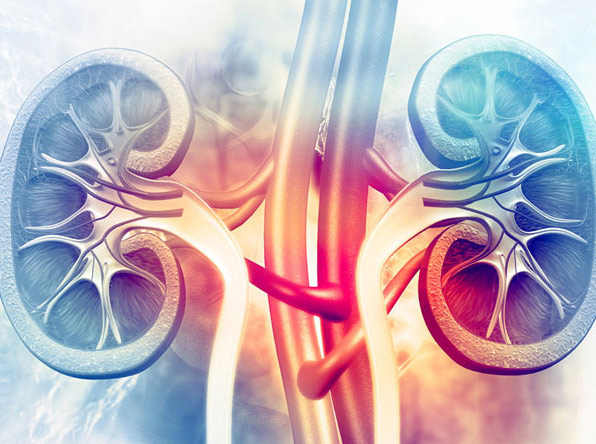 Darstellung menschlicher Nieren mit hervorgehobenen Blutgefäßen und Harnleitern.